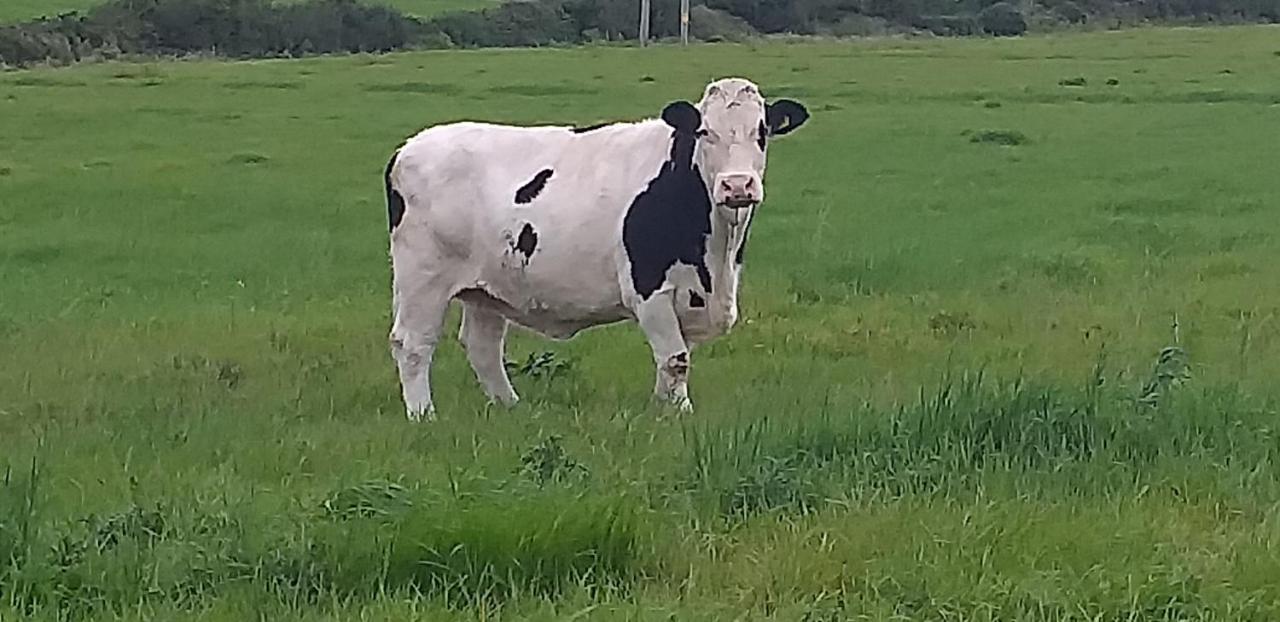 Murphys Irish Farmhouse Tralee Kültér fotó